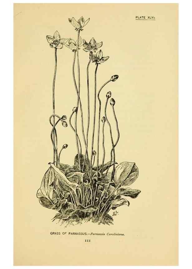 Reproducción/Reproduction 7248329762: How to know the wild flowers :. New York :Scribner's,1893.