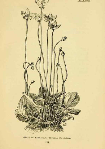 Reproducción/Reproduction 7248329762: How to know the wild flowers :. New York :Scribner's,1893.