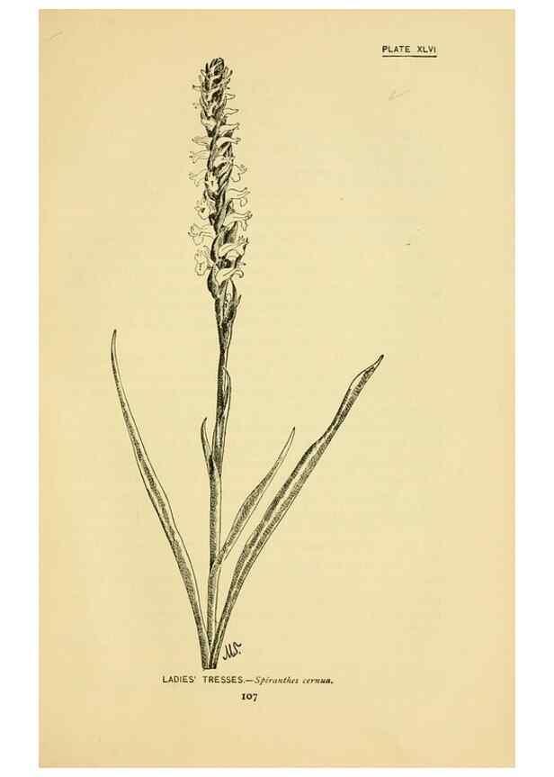 Reproducción/Reproduction 7248329152: How to know the wild flowers :. New York :Scribner's,1893.