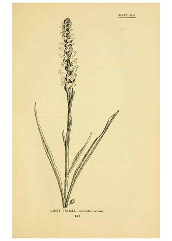 Reproducción/Reproduction 7248329152: How to know the wild flowers :. New York :Scribner's,1893.