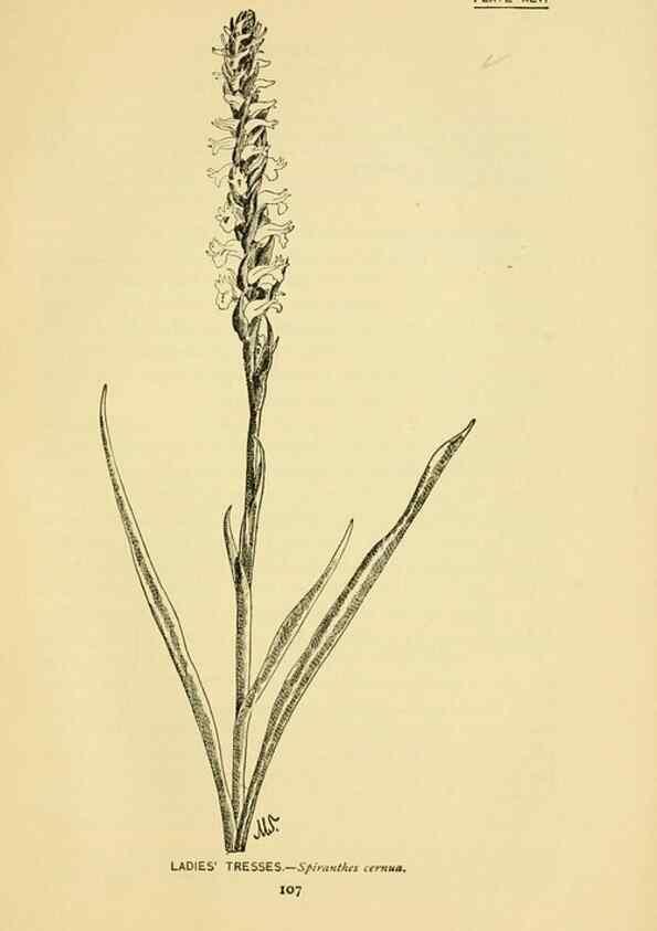 Reproducción/Reproduction 7248329152: How to know the wild flowers :. New York :Scribner's,1893.