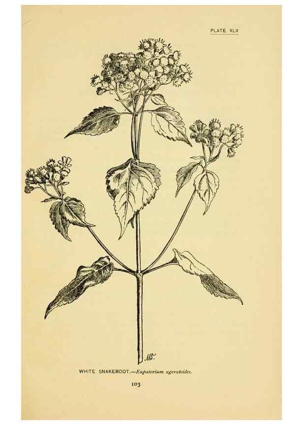 Reproducción/Reproduction 7248328514: How to know the wild flowers :. New York :Scribner's,1893.