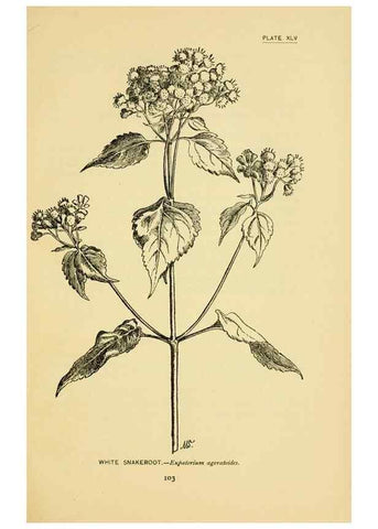 Reproducción/Reproduction 7248328514: How to know the wild flowers :. New York :Scribner's,1893.