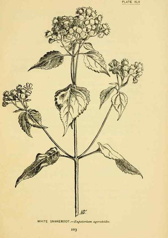 Reproducción/Reproduction 7248328514: How to know the wild flowers :. New York :Scribner's,1893.