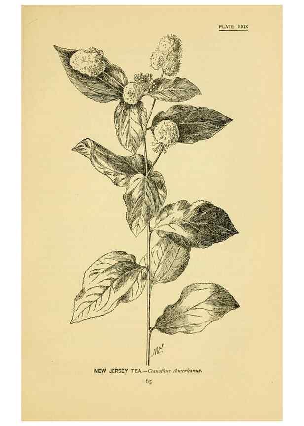 Reproducción/Reproduction 7248318886: How to know the wild flowers :. New York :Scribner's,1893.