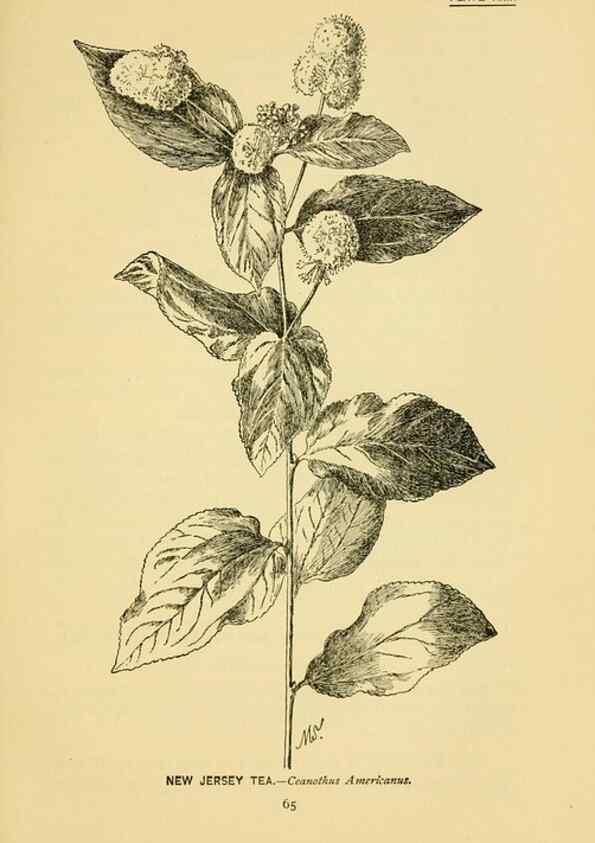 Reproducción/Reproduction 7248318886: How to know the wild flowers :. New York :Scribner's,1893.
