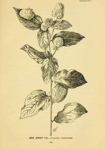 Reproducción/Reproduction 7248318886: How to know the wild flowers :. New York :Scribner's,1893.
