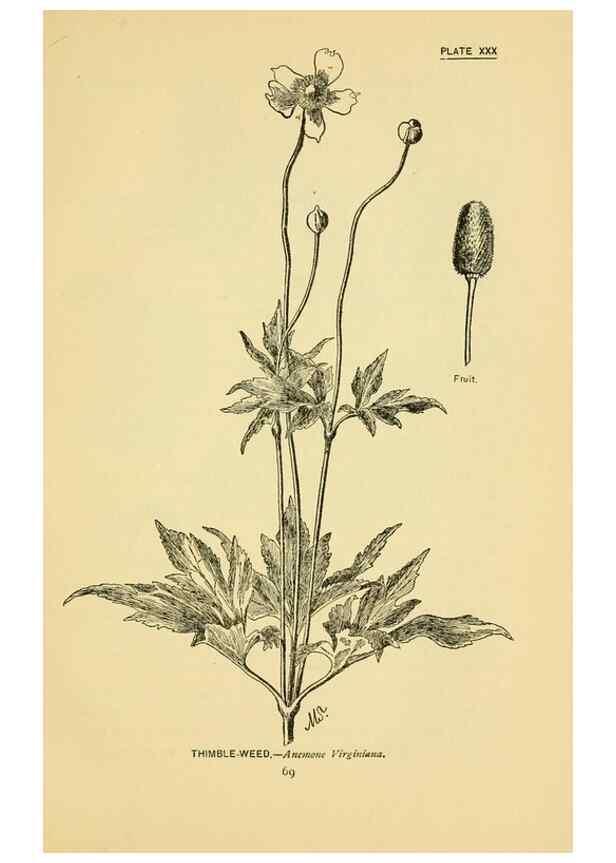 Reproducción/Reproduction 7248319408: How to know the wild flowers :. New York :Scribner's,1893.