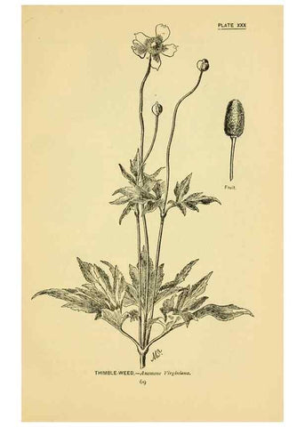 Reproducción/Reproduction 7248319408: How to know the wild flowers :. New York :Scribner's,1893.