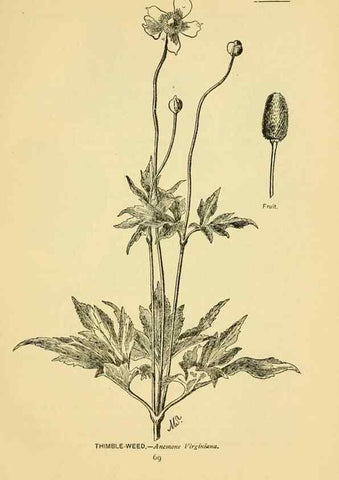 Reproducción/Reproduction 7248319408: How to know the wild flowers :. New York :Scribner's,1893.