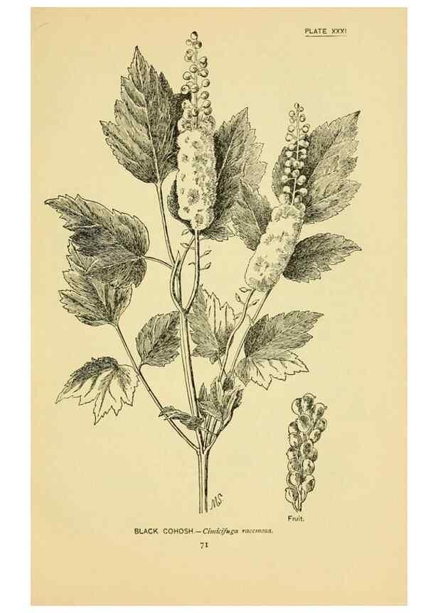 Reproducción/Reproduction 7248320038: How to know the wild flowers :. New York :Scribner's,1893.