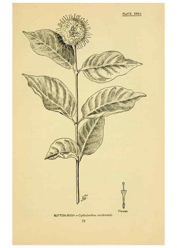 Reproducción/Reproduction 7248321054: How to know the wild flowers :. New York :Scribner's,1893.
