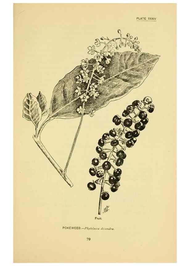 Reproducción/Reproduction 7248321560: How to know the wild flowers :. New York :Scribner's,1893.