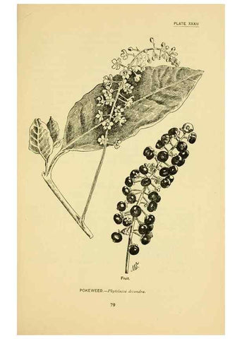 Reproducción/Reproduction 7248321560: How to know the wild flowers :. New York :Scribner's,1893.