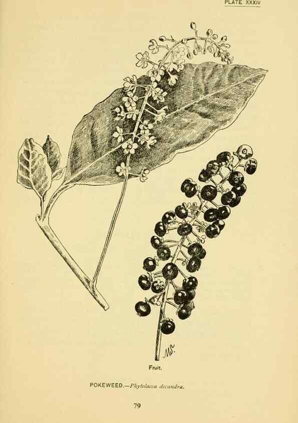Reproducción/Reproduction 7248321560: How to know the wild flowers :. New York :Scribner's,1893.