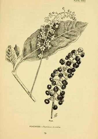 Reproducción/Reproduction 7248321560: How to know the wild flowers :. New York :Scribner's,1893.