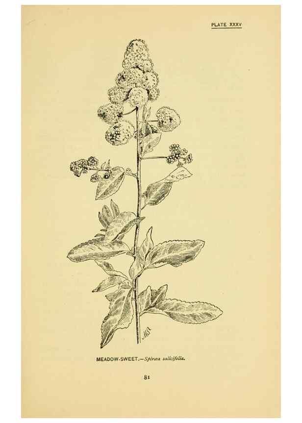 Reproducción/Reproduction 7248322082: How to know the wild flowers :. New York :Scribner's,1893.