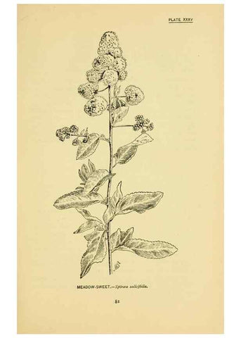 Reproducción/Reproduction 7248322082: How to know the wild flowers :. New York :Scribner's,1893.