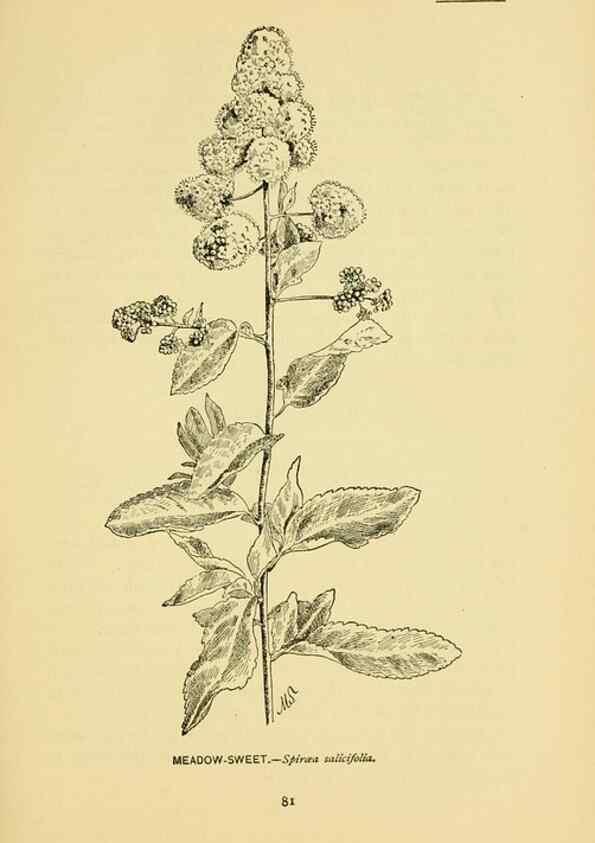 Reproducción/Reproduction 7248322082: How to know the wild flowers :. New York :Scribner's,1893.