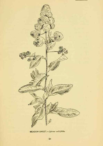 Reproducción/Reproduction 7248322082: How to know the wild flowers :. New York :Scribner's,1893.