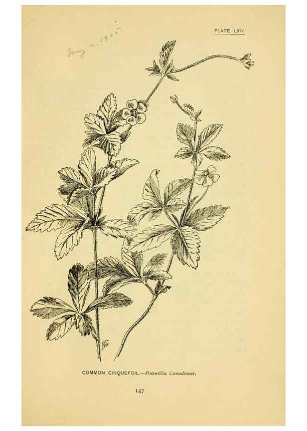 Reproducción/Reproduction 7248339008: How to know the wild flowers :. New York :Scribner's,1893.