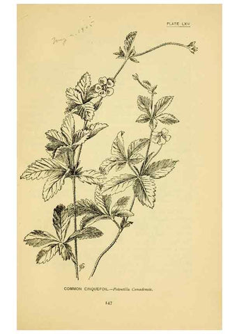 Reproducción/Reproduction 7248339008: How to know the wild flowers :. New York :Scribner's,1893.