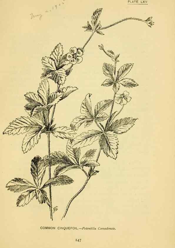 Reproducción/Reproduction 7248339008: How to know the wild flowers :. New York :Scribner's,1893.