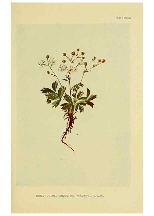 Reproducción/Reproduction 7248322588: How to know the wild flowers :. New York :Scribner's,1893.