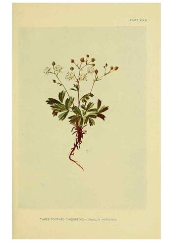 Reproducción/Reproduction 7248322588: How to know the wild flowers :. New York :Scribner's,1893.