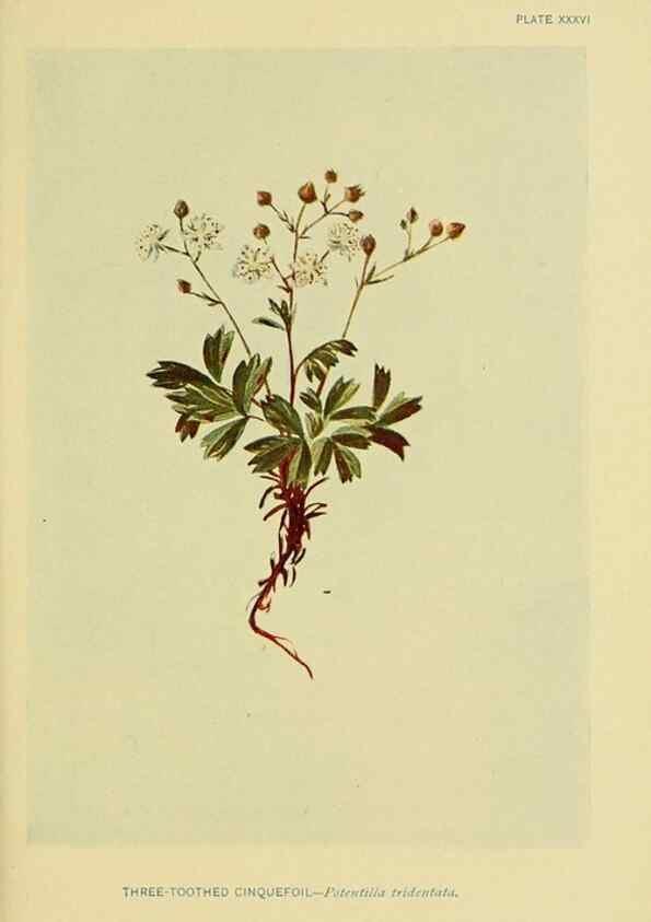 Reproducción/Reproduction 7248322588: How to know the wild flowers :. New York :Scribner's,1893.