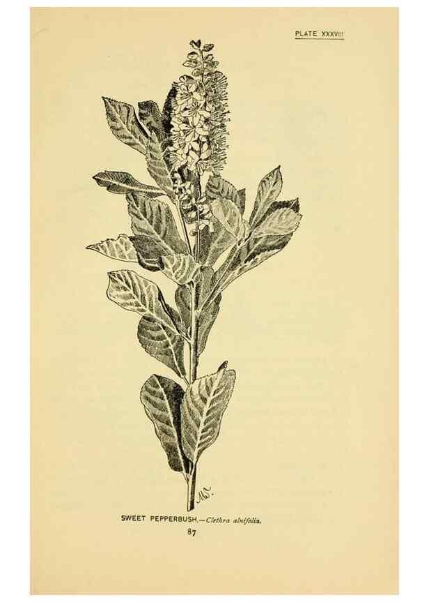 Reproducción/Reproduction 7248323516: How to know the wild flowers :. New York :Scribner's,1893.