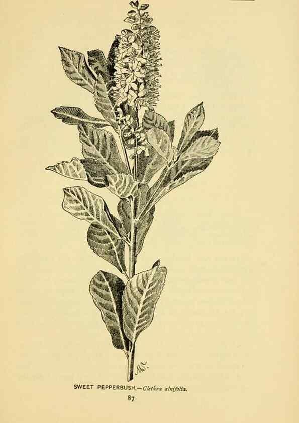 Reproducción/Reproduction 7248323516: How to know the wild flowers :. New York :Scribner's,1893.