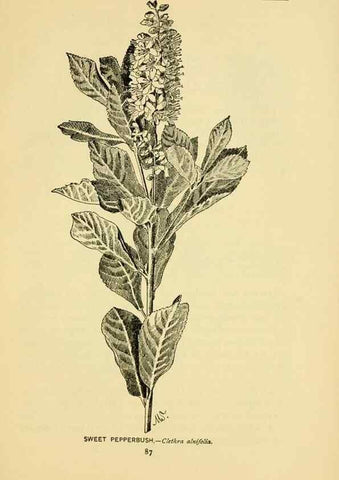 Reproducción/Reproduction 7248323516: How to know the wild flowers :. New York :Scribner's,1893.