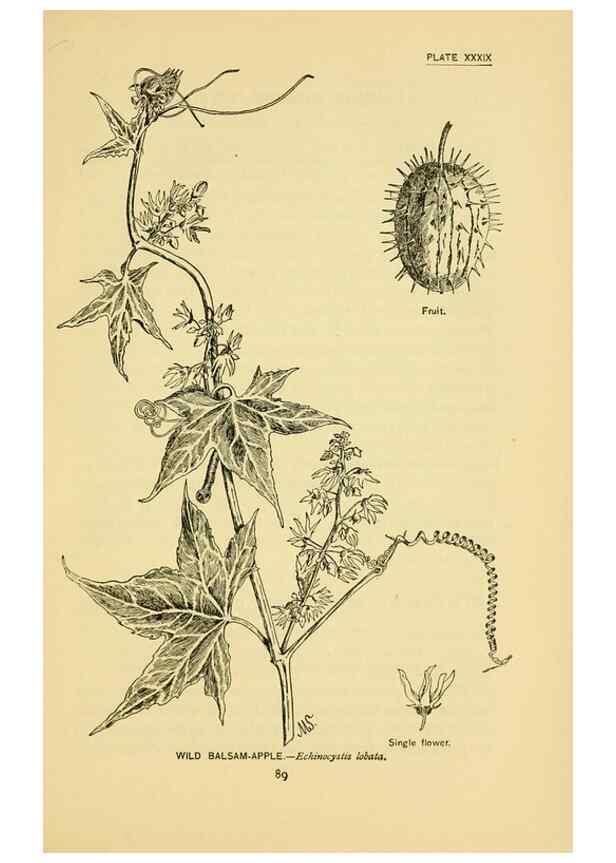 Reproducción/Reproduction 7248324290: How to know the wild flowers :. New York :Scribner's,1893.