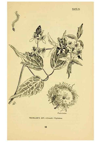 Reproducción/Reproduction 7248325120: How to know the wild flowers :. New York :Scribner's,1893.
