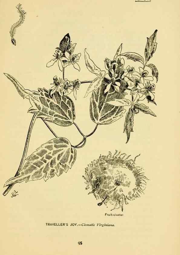 Reproducción/Reproduction 7248325120: How to know the wild flowers :. New York :Scribner's,1893.