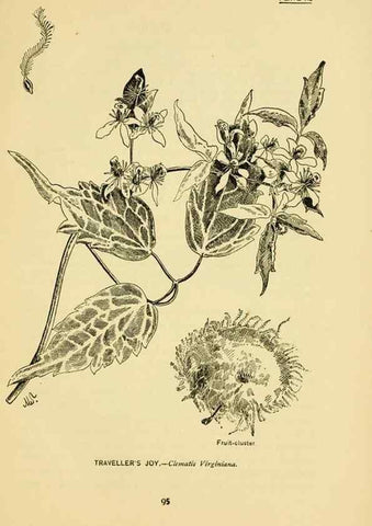 Reproducción/Reproduction 7248325120: How to know the wild flowers :. New York :Scribner's,1893.