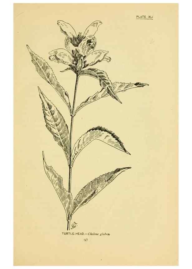 Reproducción/Reproduction 7248325728: How to know the wild flowers :. New York :Scribner's,1893.