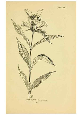 Reproducción/Reproduction 7248325728: How to know the wild flowers :. New York :Scribner's,1893.