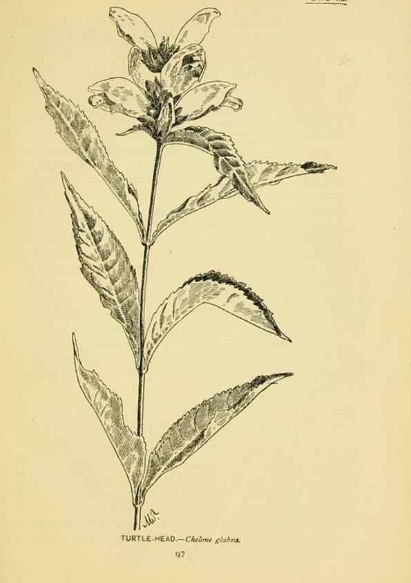 Reproducción/Reproduction 7248325728: How to know the wild flowers :. New York :Scribner's,1893.