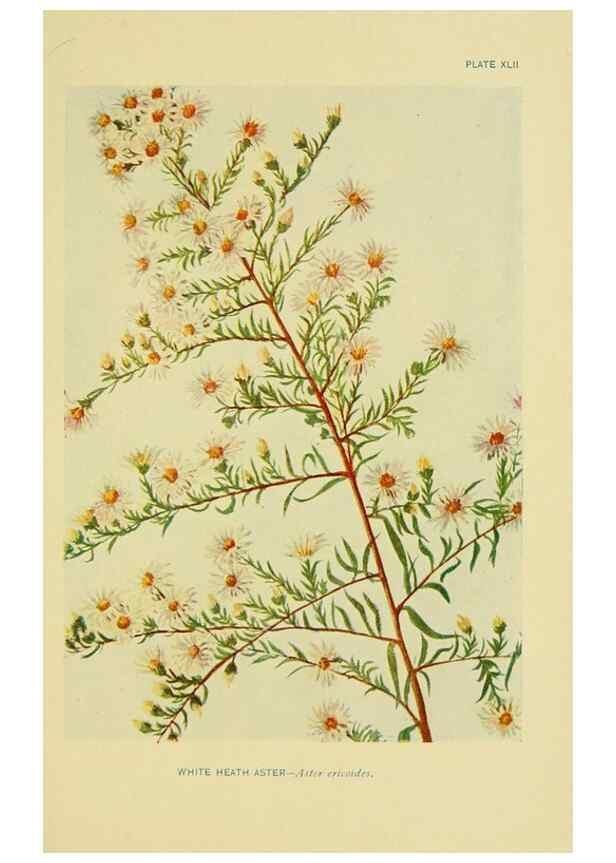 Reproducción/Reproduction 7248326530: How to know the wild flowers :. New York :Scribner's,1893.