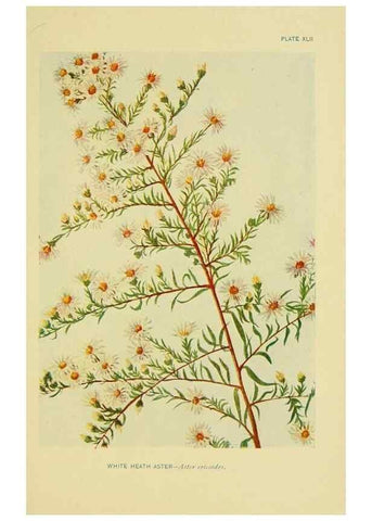 Reproducción/Reproduction 7248326530: How to know the wild flowers :. New York :Scribner's,1893.
