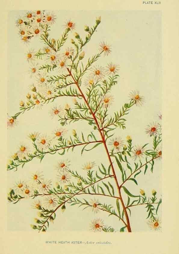 Reproducción/Reproduction 7248326530: How to know the wild flowers :. New York :Scribner's,1893.