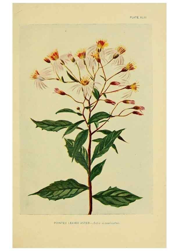 Reproducción/Reproduction 7248327390: How to know the wild flowers :. New York :Scribner's,1893.
