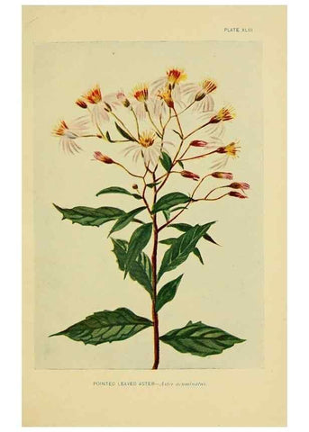 Reproducción/Reproduction 7248327390: How to know the wild flowers :. New York :Scribner's,1893.