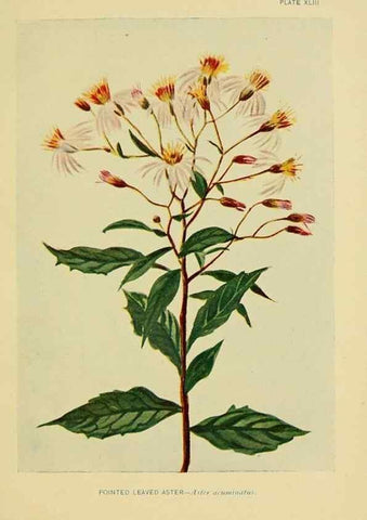 Reproducción/Reproduction 7248327390: How to know the wild flowers :. New York :Scribner's,1893.