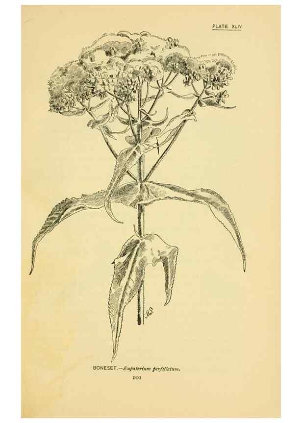 Reproducción/Reproduction 7248327948: How to know the wild flowers :. New York :Scribner's,1893.