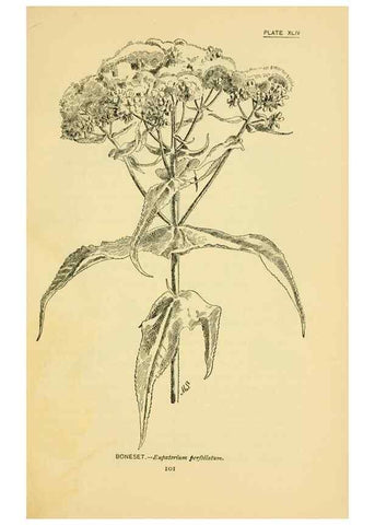 Reproducción/Reproduction 7248327948: How to know the wild flowers :. New York :Scribner's,1893.