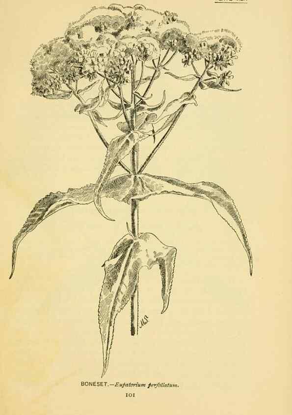 Reproducción/Reproduction 7248327948: How to know the wild flowers :. New York :Scribner's,1893.