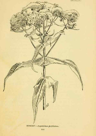 Reproducción/Reproduction 7248327948: How to know the wild flowers :. New York :Scribner's,1893.